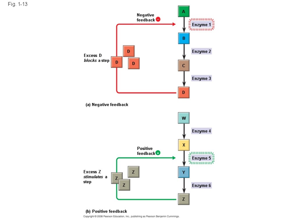 Fig. 1-13 Negative feedback  Excess D blocks a step D D D A